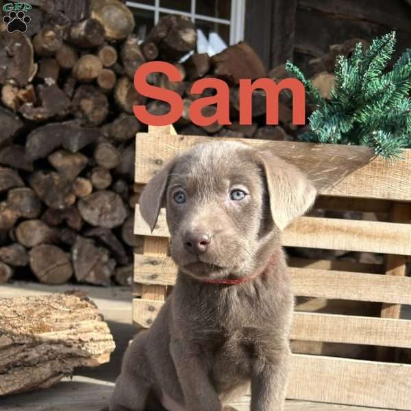 Sam, Silver Labrador Retriever Puppy